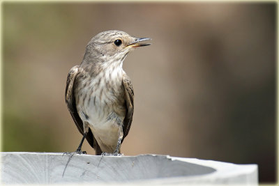 Spotted Flycatcher 1.jpg