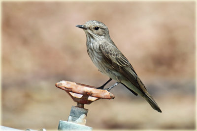 Spotted Flycatcher 2.jpg
