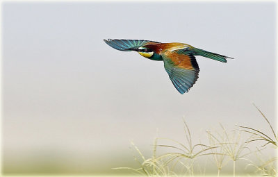 European Bee Eater 1.jpg