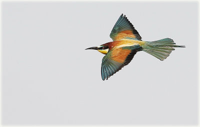 European Bee Eater 2e.jpg
