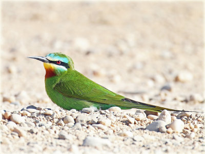 Bee Eater Blue Cheeked 1_resize.jpg