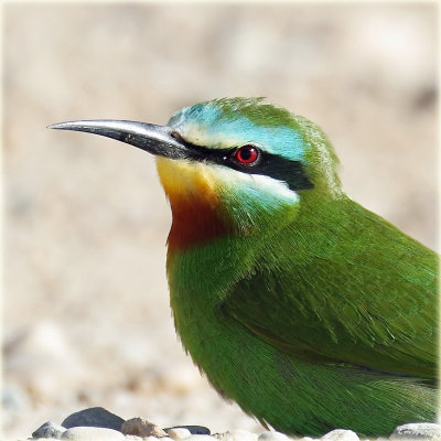Bee Eater Blue Cheeked 2_resize.jpg