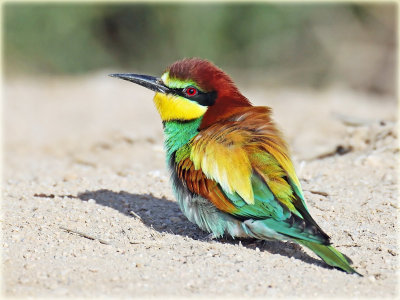 Bee Eater European 1_resize.jpg