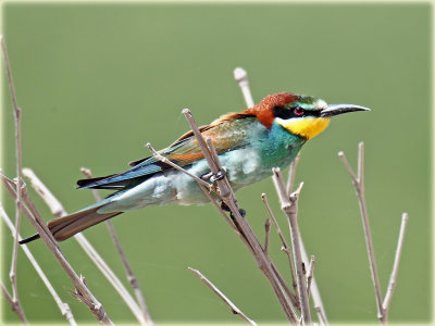 Bee Eater European 2_resize.jpg