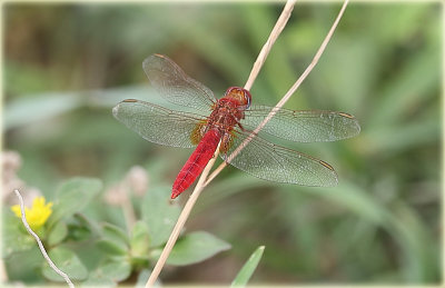 Red Dragonfly.JPG