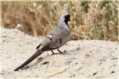 Namaqua Dove Male.JPG