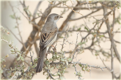 Whitethroat Female 3.JPG