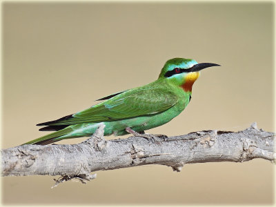 Blue Cheeked Bee Eater 1.jpg