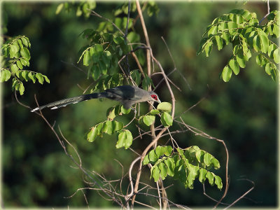 Green Billed Malkoha 1.JPG