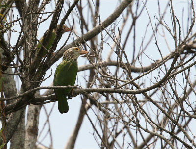 Lineated Barbet 