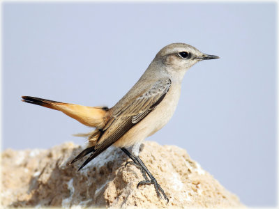 Red Tailed Whearear 