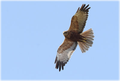 Steppe Buzzard Fox-Red Morph 2.jpg