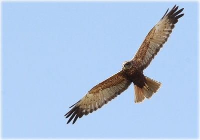 Buzzard