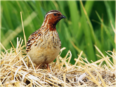 Quail 2.jpg