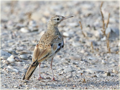 Hoopoe Lark