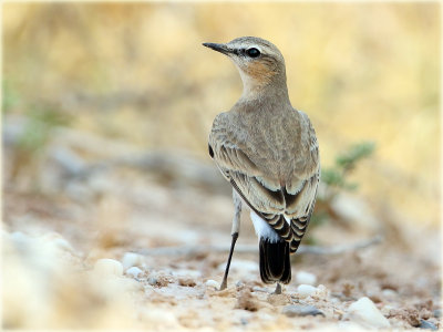 Isabelline Wheatear