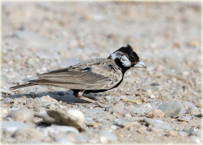 Black crowned Finch Lark 