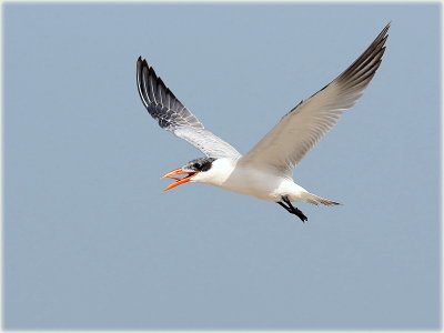 Caspian Tern 
