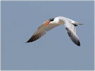 Caspian Tern