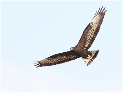 Long Legged Buzzard_