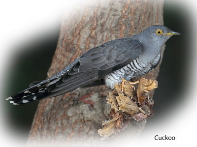   Cuckoo