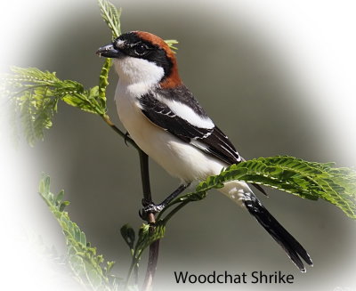  Shrike Masked