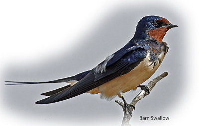 Swallow Barn