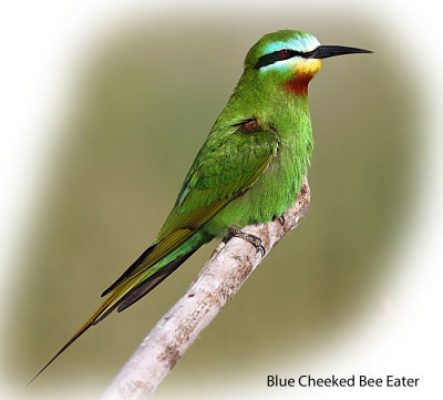 Bee eater Blue Cheeked 