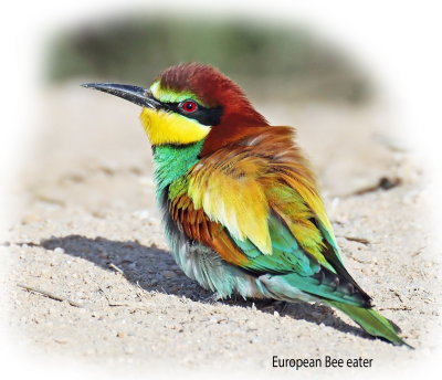 Bee Eater European 