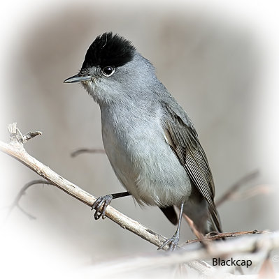 Blackcap