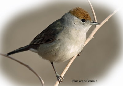 Blackcap Female