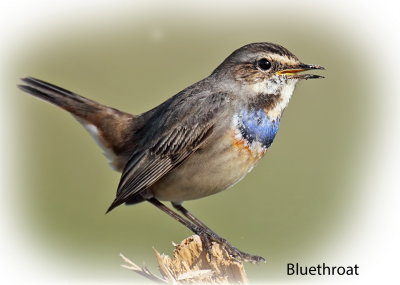 Bluethroat_resize.