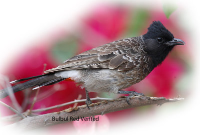 Bulbul Red Vented.j