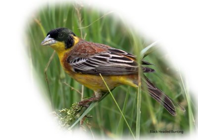 Bunting Black Headed 