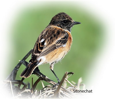 Chat Stonechat