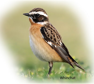 Chat Whinchat