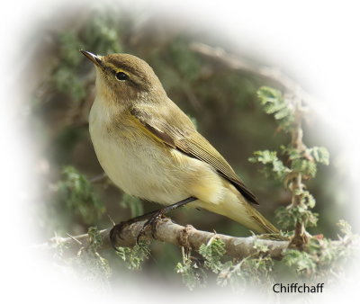 Chiffchaff