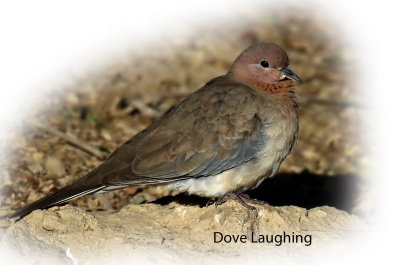 Dove Laughing