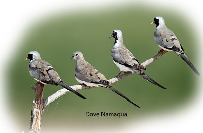 Dove Namaqua