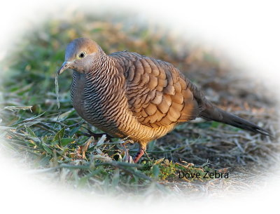 Dove Zebra