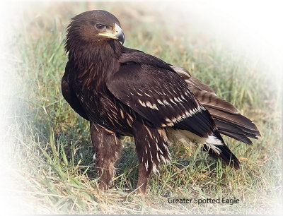 Eagle Greater Spotted