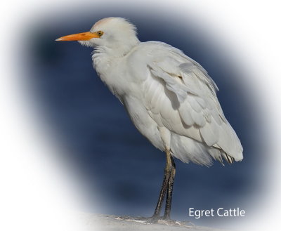 Egret Cattle