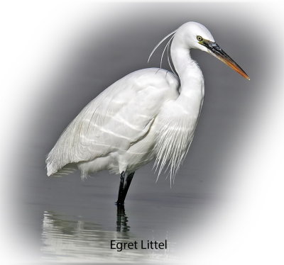 Egret Little