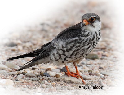 Falcon Amur