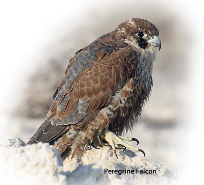 Falcon Peregrine