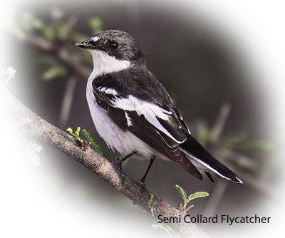 Flycatcher Semi Collard