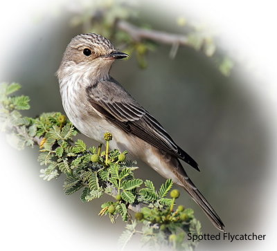 Flycatcher Spotted 