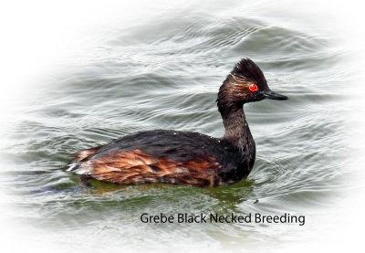 Grebe Black Necked