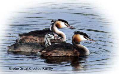 Grebe great Crested Family