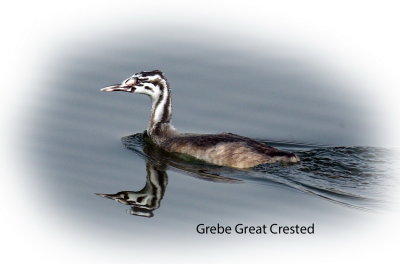 Grebe Great Crested Jv